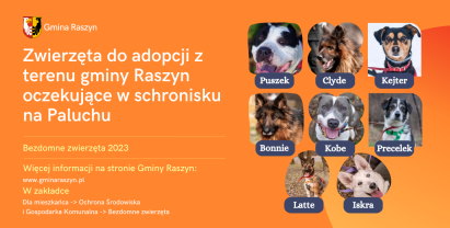 Plakat: Zawierzęta do adopcji z terenu gminy Raszyn oczekujące w schronisku na Paluchu